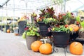 Pumpkin and flower display Royalty Free Stock Photo