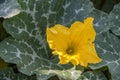 Pumpkin Flower - Growing Pumpkins