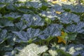 Pumpkin Flower - Growing Pumpkins