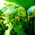 Pumpkin flower and leaves growing on the ground in a garden Royalty Free Stock Photo