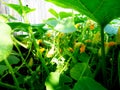 Pumpkin flower and leaves growing on the ground in a garden Royalty Free Stock Photo