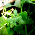 Pumpkin flower and leaves growing on the ground in a garden Royalty Free Stock Photo