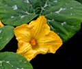 Pumpkin flower with raindrops.