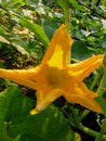 Pumpkin flower small plants