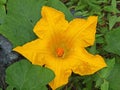 Pumpkin Flower - star