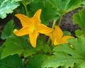 Pumpkin Flower