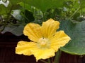 Pumpkin flower,yellow flower pumpkin, Pumpkin trees