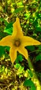 Pumpkin flowers are bell-shaped and yellow.  Pumpkin flowers are unisexual-monoecious Royalty Free Stock Photo