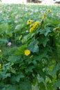 Pumpkin flowers