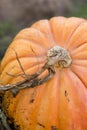 Pumpkin in a french garden Royalty Free Stock Photo