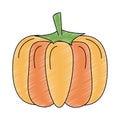 Pumpkin fresh vegetable scribble