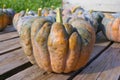 The pumpkin Futsu, a very old Japanese variety