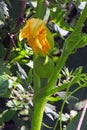 Pumpkin in the garden Royalty Free Stock Photo