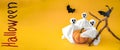 Pumpkin, gosts, bats on orange background, symbols Halloween. Copy space