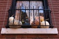 Pumpkin and Gourd Display during Autumn on a Window of a Beautiful Old New York City Home Royalty Free Stock Photo