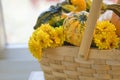 Pumpkin gourds and mums in basket copy space Royalty Free Stock Photo