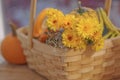 Pumpkin gourds and mums in basket selective DOF