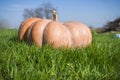 Pumpkin on green grass