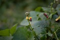 Pumpkin green leaves with hairy vine plant stem in the home garden, Trichodes alvearius on the pumpkin leaves Royalty Free Stock Photo