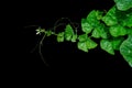 Pumpkin green leaves with hairy vine plant stem and tendrils on