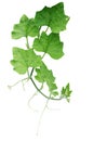 Pumpkin green leaves with hairy vine plant stem and tendrils iso
