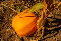 Pumpkin on the ground. Pumpkin field. Autumn vegetables. Autumn fall harvest. Halloween Thanksgiving holiday Royalty Free Stock Photo