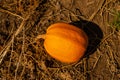 Pumpkin on the ground. Pumpkin field. Autumn vegetables. Autumn fall harvest. Halloween Thanksgiving holiday Royalty Free Stock Photo