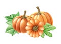 Pumpkin group with green leaves. Watercolor illustration. Hand drawn group of autumn pumpkins with green leaves. Orange