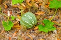 A pumpkin growing in the caribbean