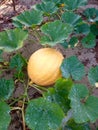 A pumpkin growing in a farm on a vine Infected with powdery mildew Royalty Free Stock Photo