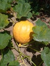 A pumpkin growing in a farm on a vine Royalty Free Stock Photo