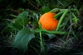 Pumpkin Growing in Field on Vines Before Harvest Ready for Picki