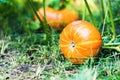 Pumpkin growing in garden