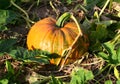Pumpkin growing at Pumpkin Patch in Mooresville, IN, USA Royalty Free Stock Photo
