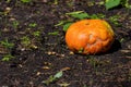 Pumpkin growing in the vegetable garden. Growing pumpkins. Pumpkin plant. Royalty Free Stock Photo