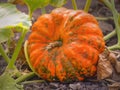 Pumpkin growing in the vegetable garden. Royalty Free Stock Photo