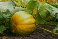 Pumpkin growing in the vegetable garden. Royalty Free Stock Photo
