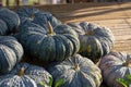 Pumpkin grows in the garden Royalty Free Stock Photo
