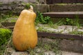 A pumpkin of the guitar variety stands next to the steps. Orange pumpkin outside. autumn pumpkin harvest. Decorating the