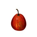 Orange pumpkin on white background. Hand drawn illustration