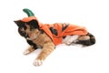 Pumpkin Halloween Fancy Dress Cat Royalty Free Stock Photo