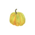 Pumpkin hand drawn watercolor illustration orange vegetable for seasonal autumn holidays celebration design, healthy vegetarian