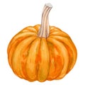 Pumpkin. Hand drawn watercolor painting on white background