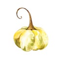 Pumpkin. Hand drawn watercolor painting on white background. Watercolor illustration.