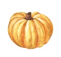 Pumpkin. Hand drawn watercolor painting on white background.