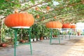 Pumpkin hanging on the plant in a farm