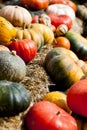 Pumpkin Harvest