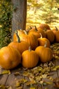 Pumpkin harvest on fall day Royalty Free Stock Photo