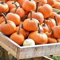 Pumpkin harvest display