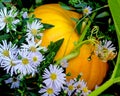 Pumpkin in a harvest/fall scene with white flowers